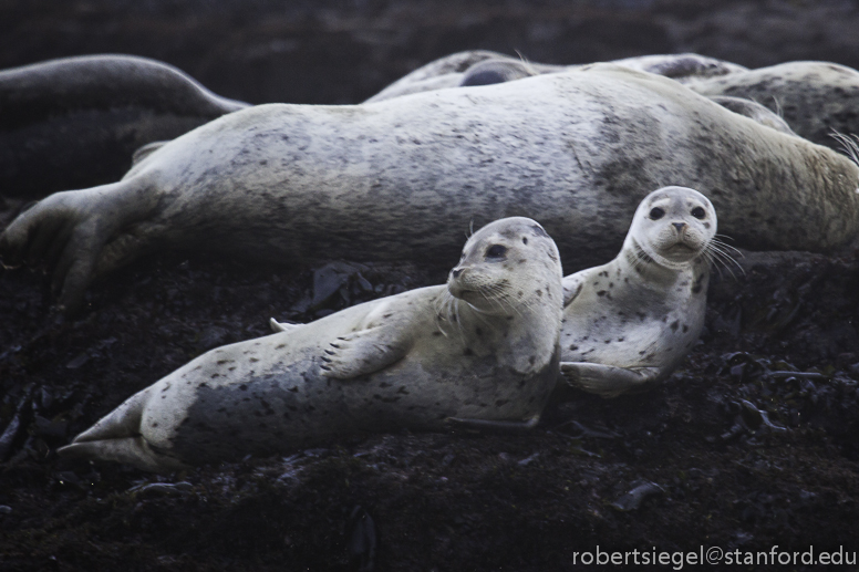 harbor seals